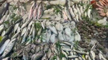 تحديثات الأسعار.. قائمة أسعار الأسماك في أسواق كفر الشيخ السبت 27 ديسمبر